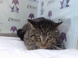 Koby image 1