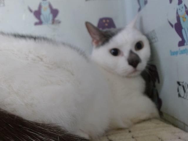 Hollywood - Domestic Short Hair