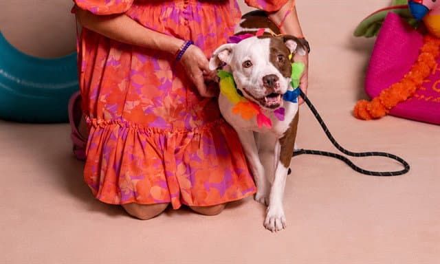 Liberty - Pit Bull Terrier