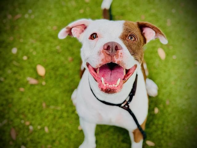Liberty - Pit Bull Terrier