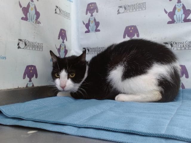 Windy - Domestic Short Hair