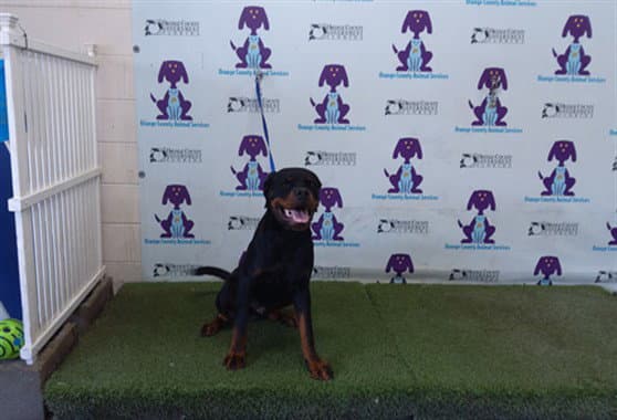 Apollo - Rottweiler