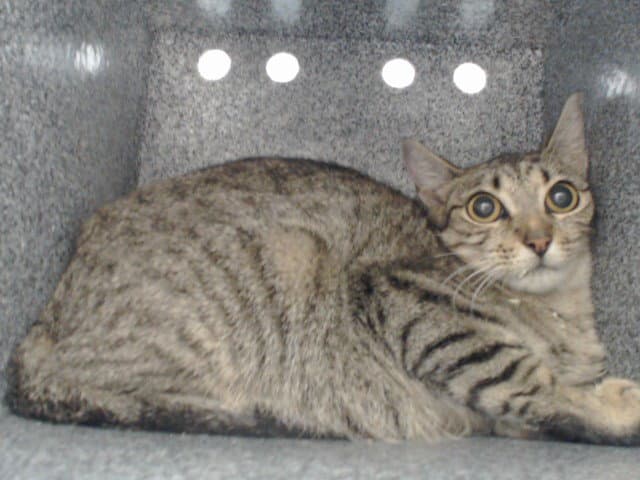 Betty - Domestic Short Hair