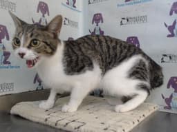 Suki image 1