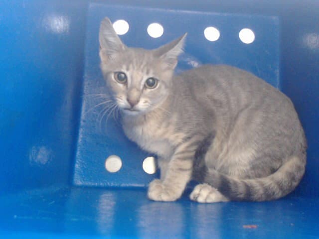 Delphi - Domestic Short Hair