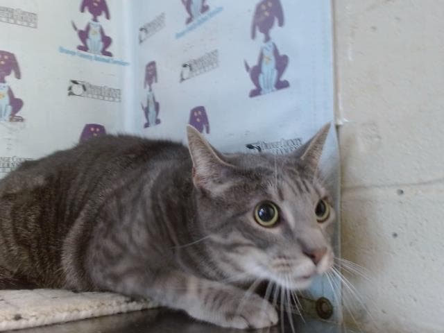 Snow - Domestic Short Hair