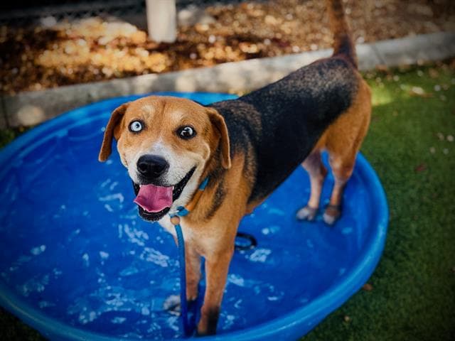 Polly - Catahoula Leopard Dog