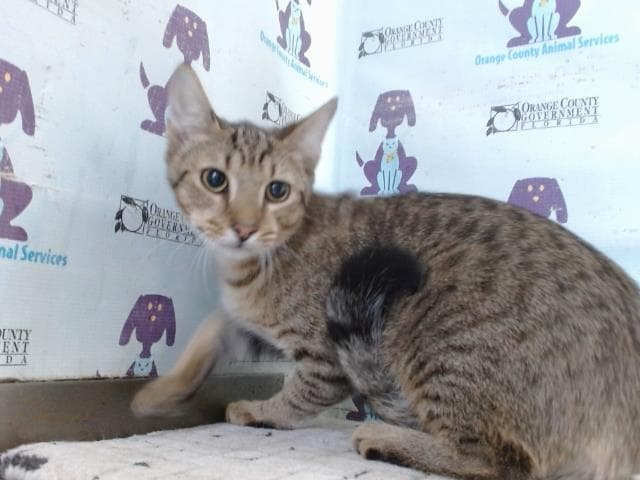 Hamilton - Domestic Short Hair
