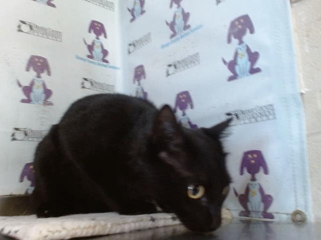 Luna Lorenzo - Domestic Short Hair