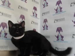 Mavis image 1