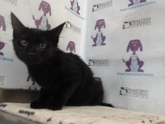 Naomi - Domestic Medium Hair