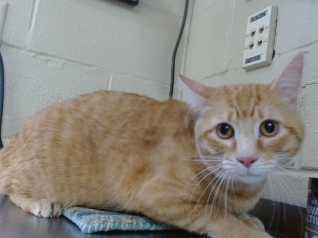Leo - Domestic Short Hair
