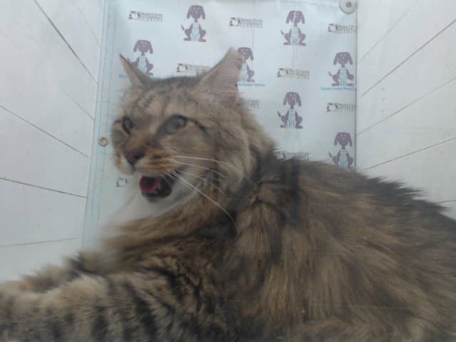 Butters - Domestic Long Hair