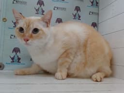 Tonic image 1
