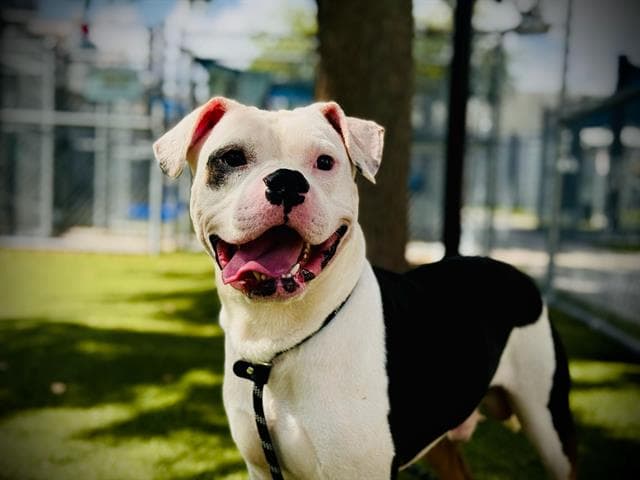 Panda - American Bulldog