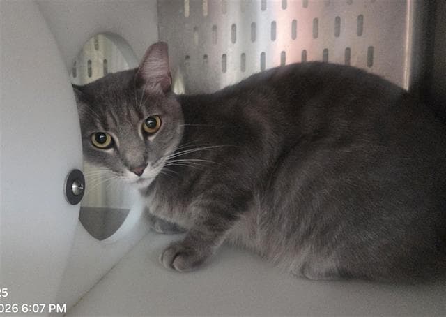 Unknown - Domestic Short Hair