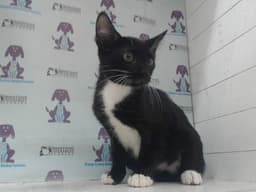 Oreo image 1