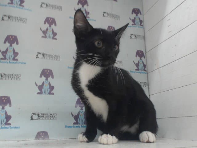 Oreo - Domestic Short Hair