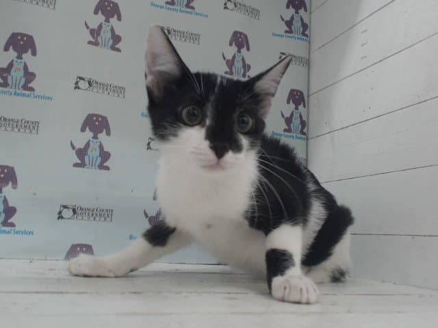 Coo - Domestic Short Hair