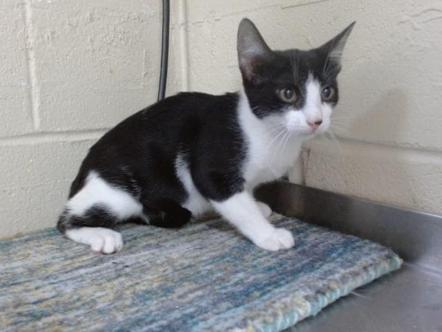 Rockstar - Domestic Short Hair