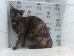 Toffee image 1