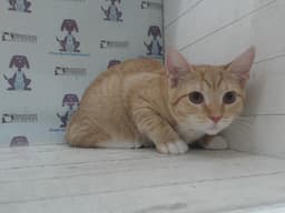 Cheddar image 1