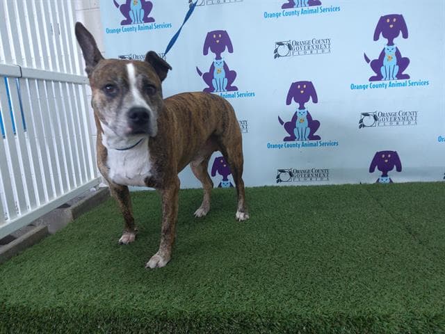 Akeno - Pit Bull Terrier