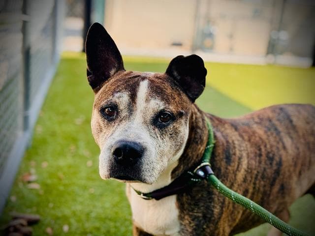 Akeno - Pit Bull Terrier