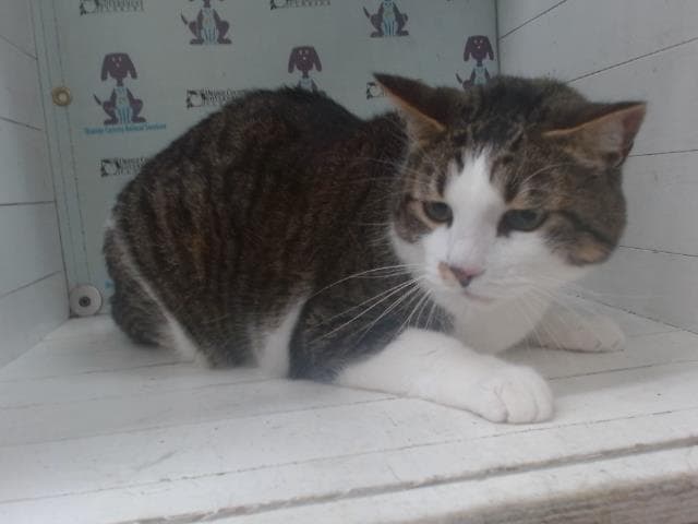 Luna - Domestic Short Hair