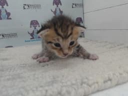 Tigger image 1