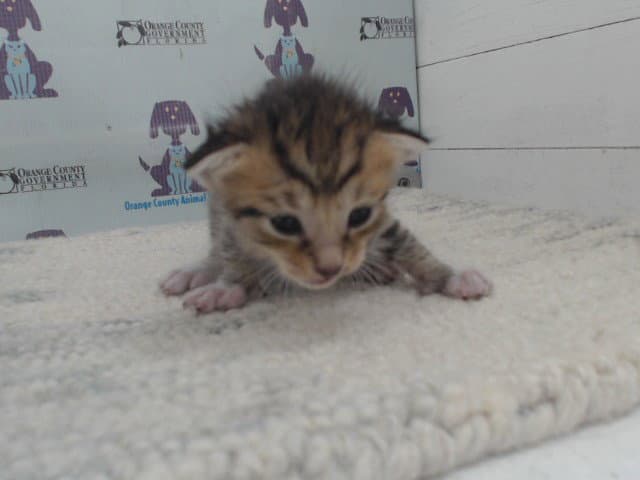 Tigger - Domestic Short Hair