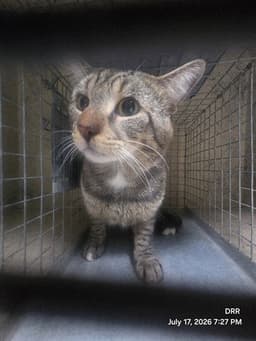 Fat Cat image 1