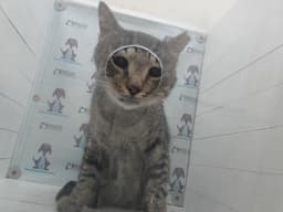 Sweetboy image 1