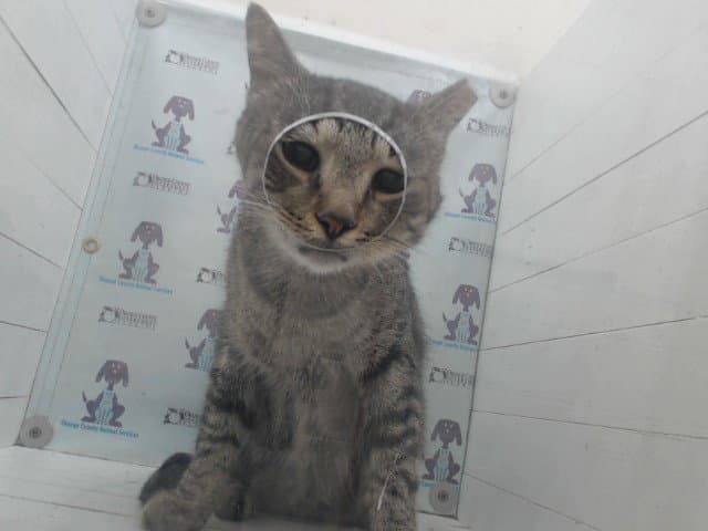 Sweetboy - Domestic Short Hair