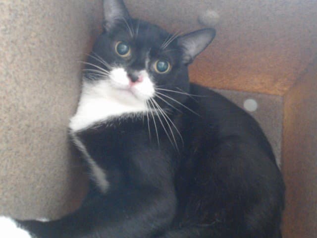 Unknown - Domestic Short Hair