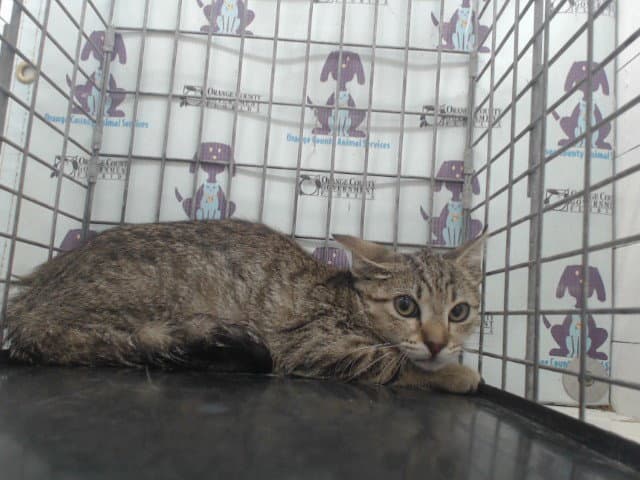 Gertrude - Domestic Short Hair