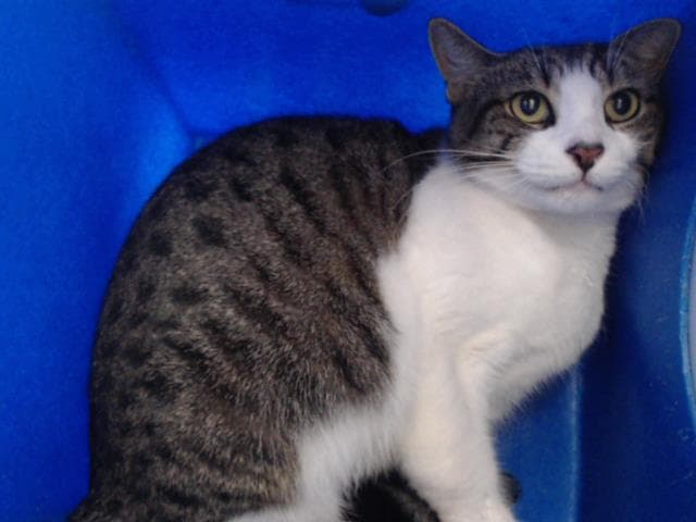Molly - Domestic Short Hair