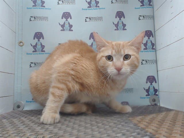Sarabi - Domestic Short Hair