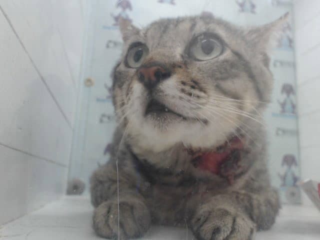 Morton - Domestic Short Hair