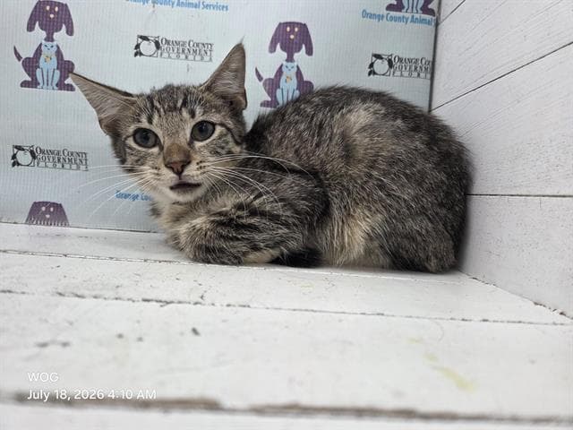 Unknown - Domestic Short Hair