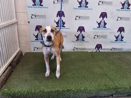 Jack image 1
