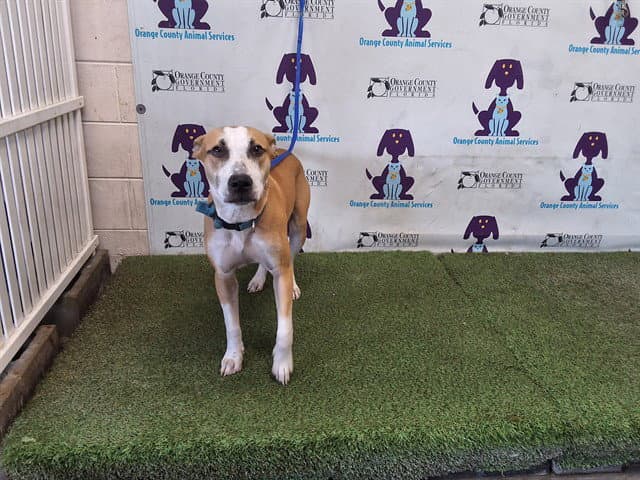 Jack - Pit Bull Terrier