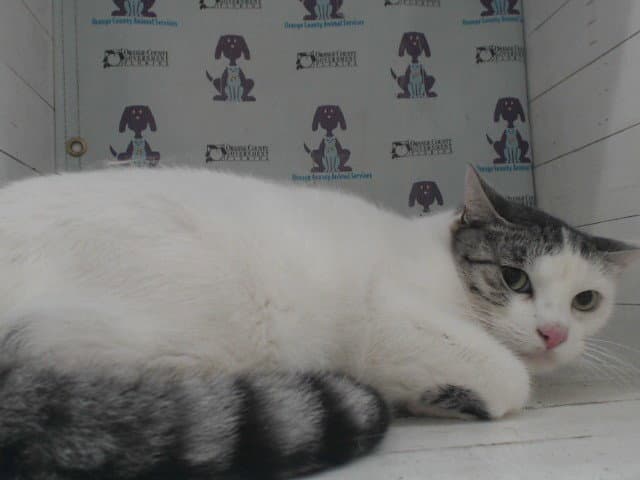 Grayson - Domestic Short Hair