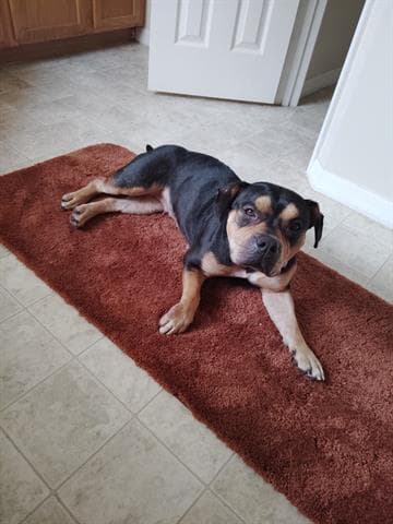 Susan - Pit Bull Terrier