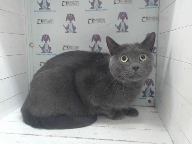 Nezuko - Russian Blue