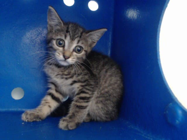 Unknown - Domestic Short Hair