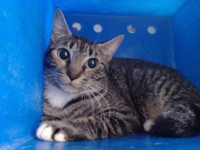 Unknown - Domestic Short Hair