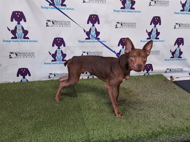 Soldier - Pit Bull Terrier