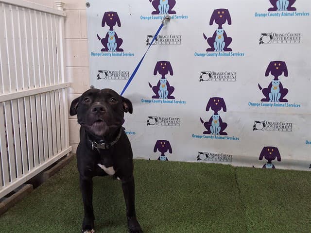 Mezziah - Pit Bull Terrier