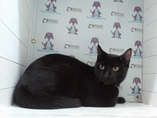 Atlas - Domestic Short Hair